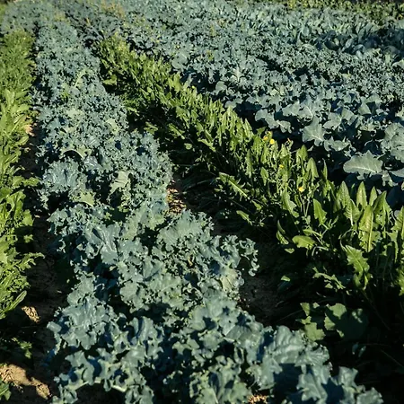 Le Raganelle Oneglia