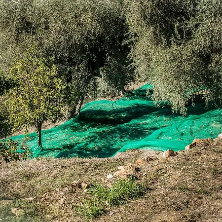 Le Raganelle * Oneglia